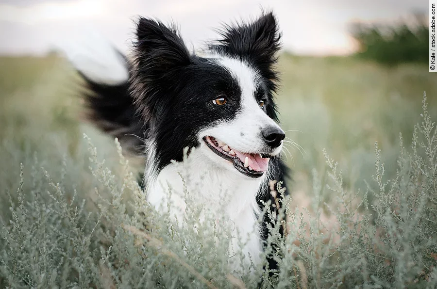 Ein Border Collie steht im hohen Gras und schaut aufmerksam zur Seite. Der Hund hat schwarz-weißes langes Fell.