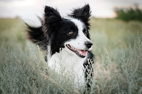 Ein Border Collie steht im hohen Gras und schaut aufmerksam zur Seite. Der Hund hat schwarz-weißes langes Fell.