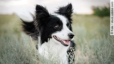 border collie dog cute funny portrait at sunset in magical lights Ein Border Collie steht im hohen Gras und schaut aufmerksam zur Seite. Der Hund hat schwarz-weißes langes Fell.