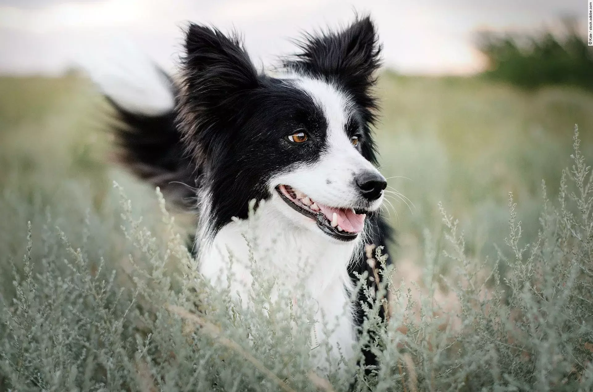 Ein Border Collie steht im hohen Gras und schaut aufmerksam zur Seite. Der Hund hat schwarz-weißes langes Fell.