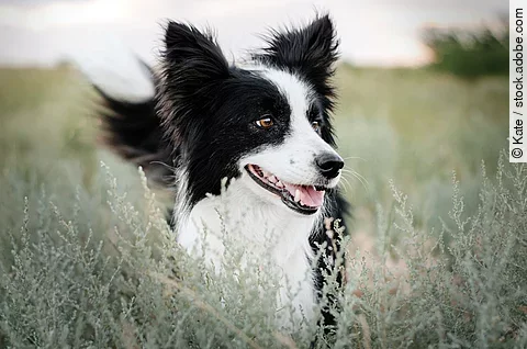 Ein Border Collie steht im hohen Gras und schaut aufmerksam zur Seite. Der Hund hat schwarz-weißes langes Fell.