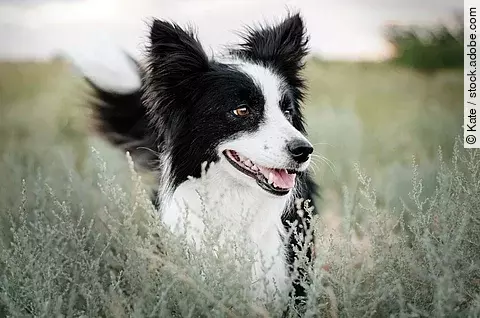 Ein Border Collie steht im hohen Gras und schaut aufmerksam zur Seite. Der Hund hat schwarz-weißes langes Fell.