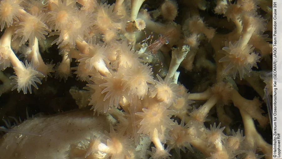 Desmophyllum pertusum