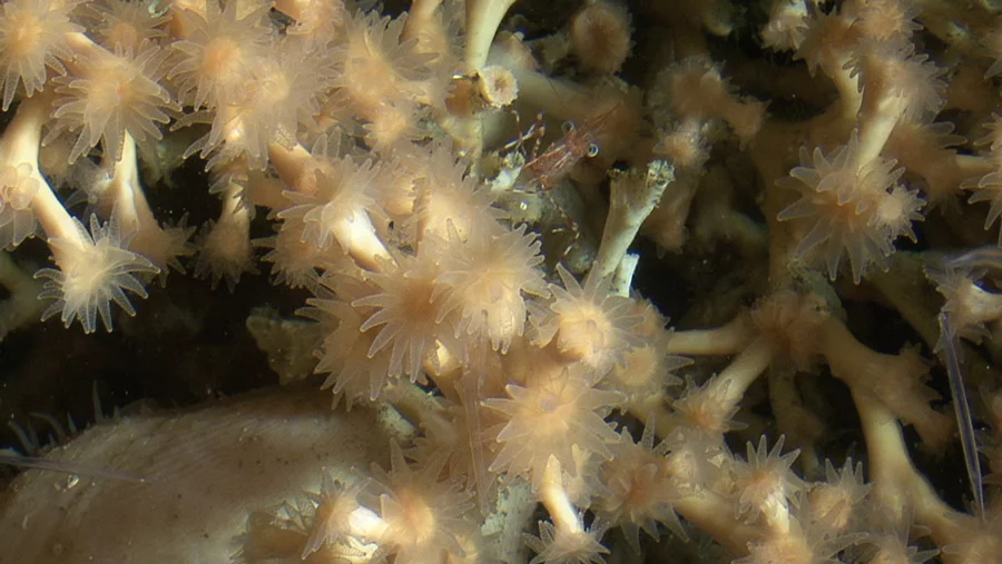Desmophyllum pertusum Desmophyllum pertusum