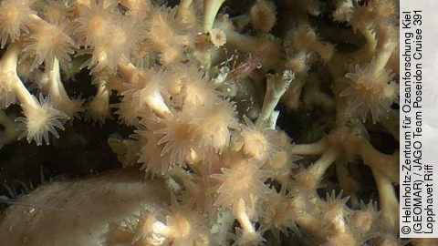 Desmophyllum pertusum