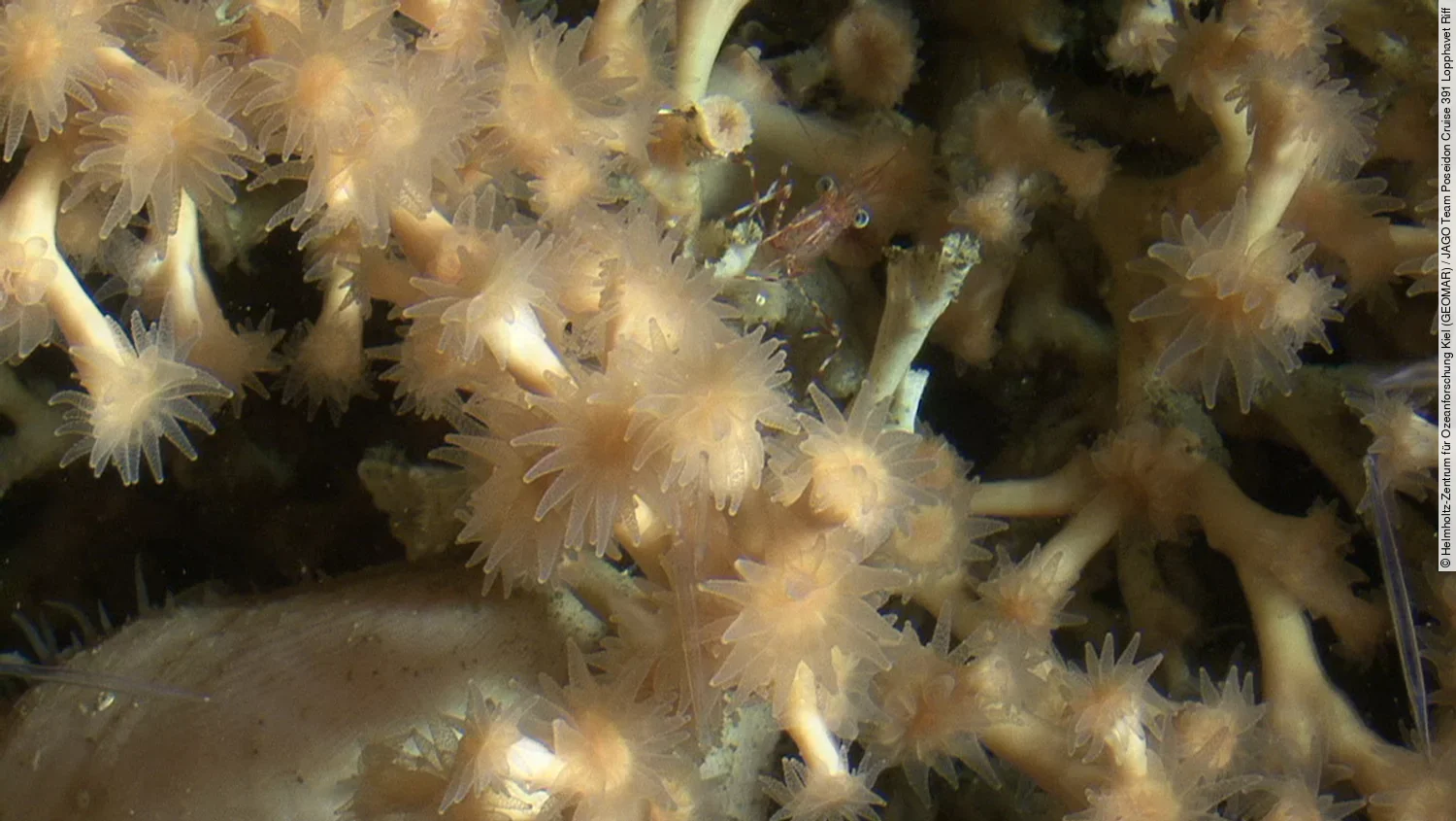 Desmophyllum pertusum