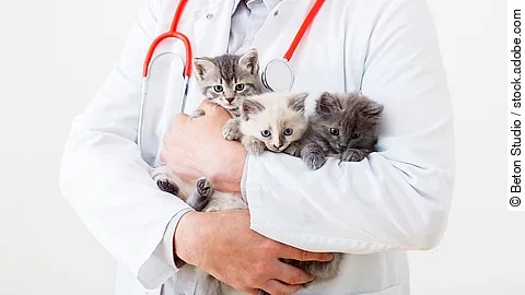 Man vet doctor holding many kittens cats for check health, animal pets check up. 3 Kittens in vet. Doctor hands holding mammal animal cats in veterinary clinic. Little fluffy kittens family group.