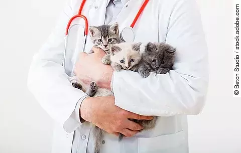 Man vet doctor holding many kittens cats for check health, animal pets check up. 3 Kittens in vet. Doctor hands holding mammal animal cats in veterinary clinic. Little fluffy kittens family group.