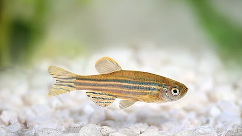 Ein Zebrafisch schwimmt durch das Wasser.