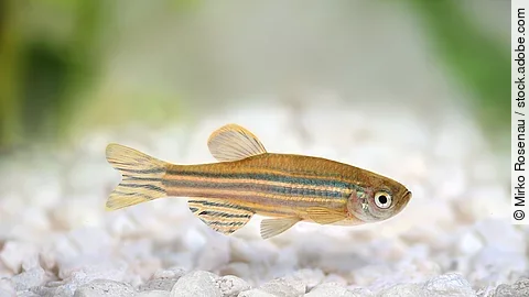 Zebrafish Zebra Barb Danio rerio freshwater aquarium fish Ein Zebrafisch schwimmt durch das Wasser.
