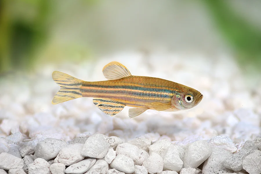Zebrafish Zebra Barb Danio rerio freshwater aquarium fish Ein Zebrafisch schwimmt durch das Wasser.