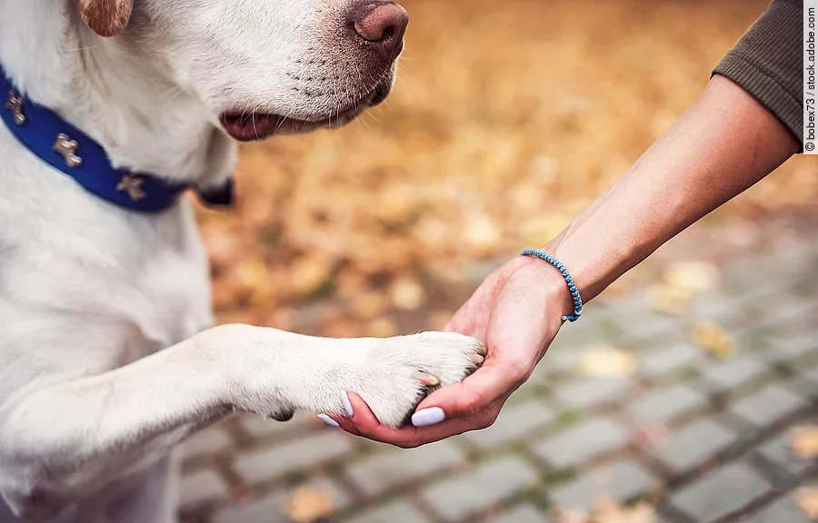 Die Pfote von einem Hund liegt in der Hand von einer Person.