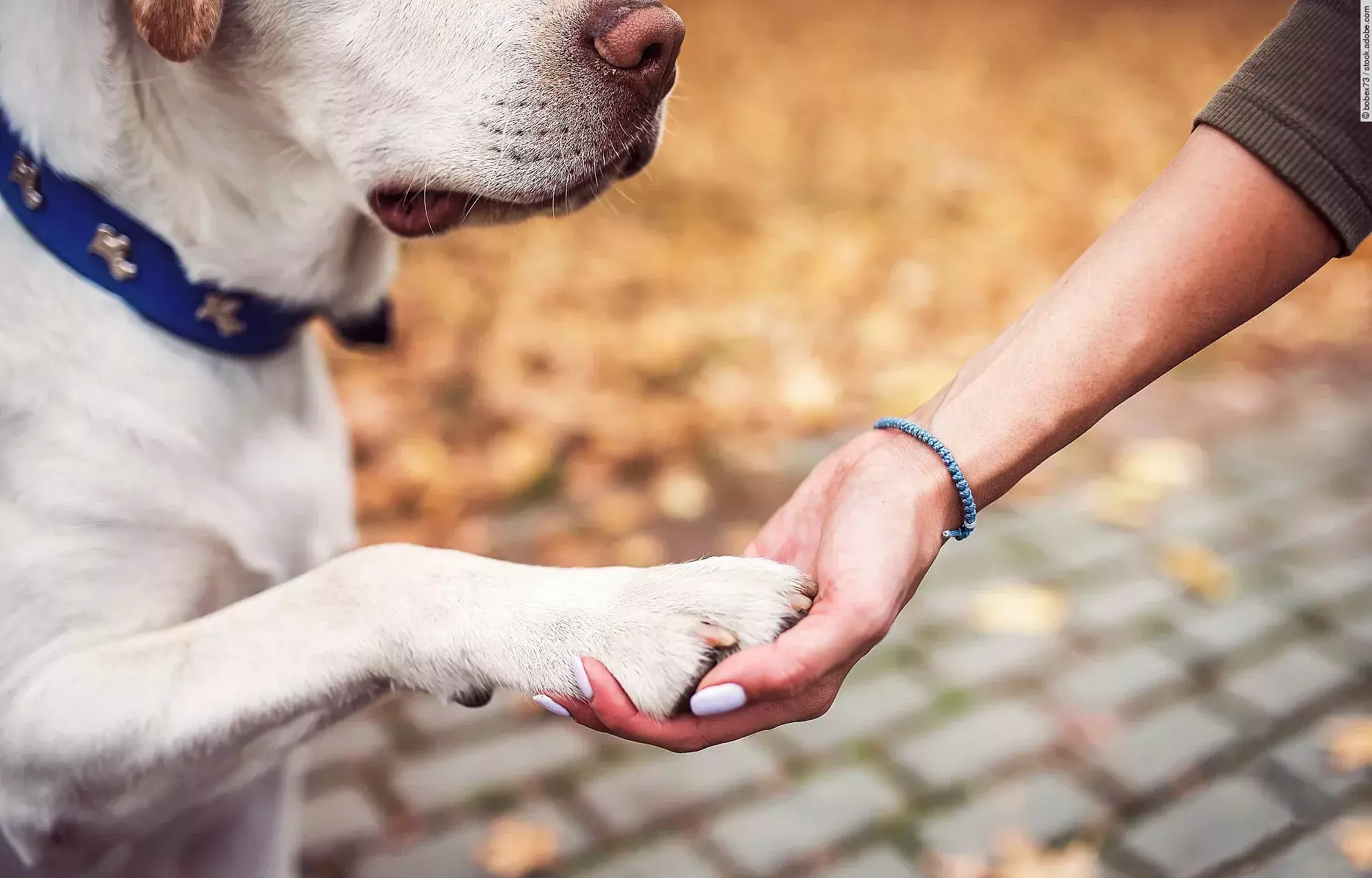 My best friend. Dog owner holds a paw in a hand. Pets and animals concept Die Pfote von einem Hund liegt in der Hand von einer Person.