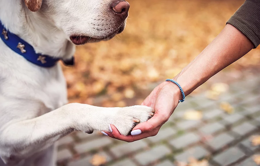 Die Pfote von einem Hund liegt in der Hand von einer Person.