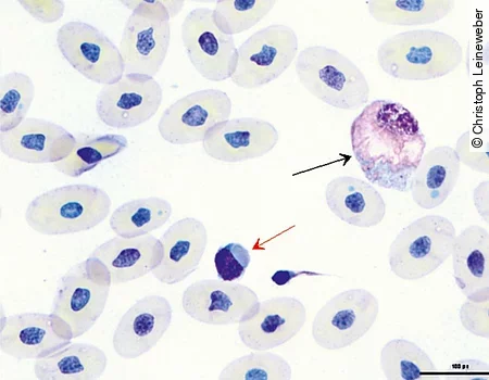 Im Blutausstrich einer Schlange sieht man einen reaktiven Heterophilen und einen Thrombozyt mit IBD-Einschluss.