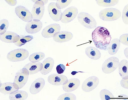 Im Blutausstrich einer Schlange sieht man einen reaktiven Heterophilen und einen Thrombozyt mit IBD-Einschluss.