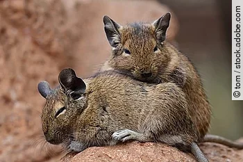 Common degu (octodon degus)
