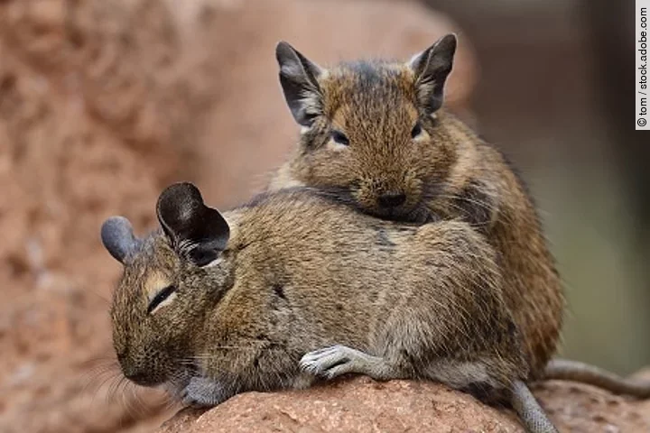 Common degu (octodon degus) Common degu (octodon degus)