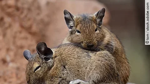 Common degu (octodon degus)