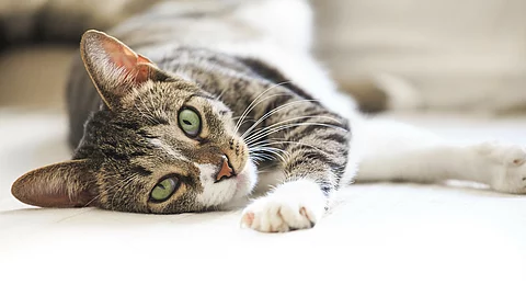 Ein Katze liegt auf der Seite und schaut in die Kamera.