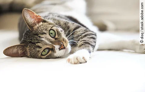 Ein Katze liegt auf der Seite und schaut in die Kamera.