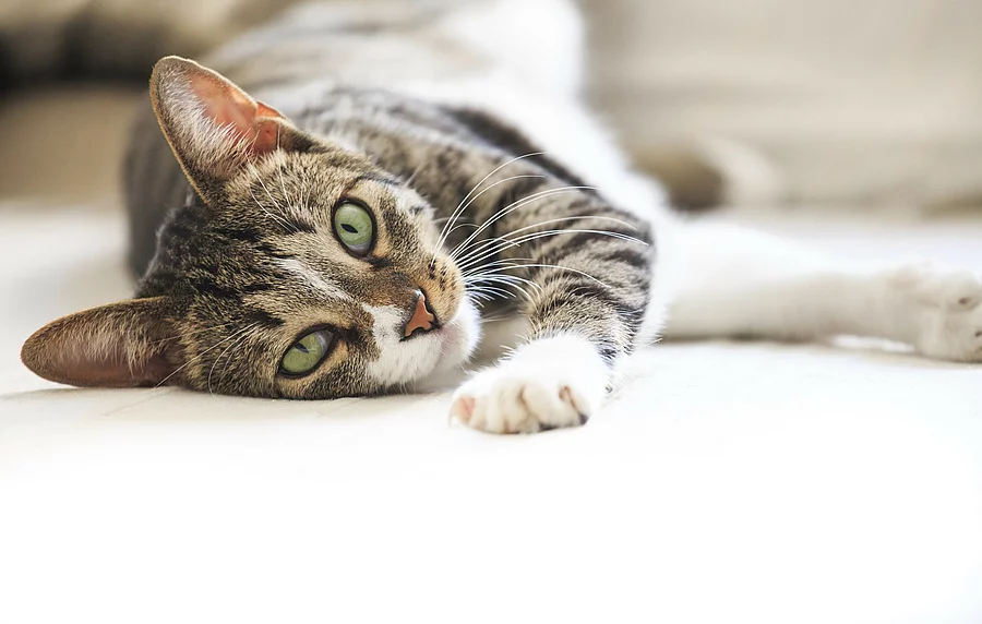 Ein Katze liegt auf der Seite und schaut in die Kamera.