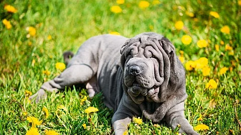 Blue Shar Pei Dog In Green Grass in Park Outdoor.