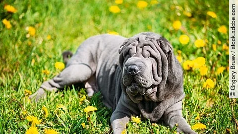 Blue Shar Pei Dog In Green Grass in Park Outdoor.