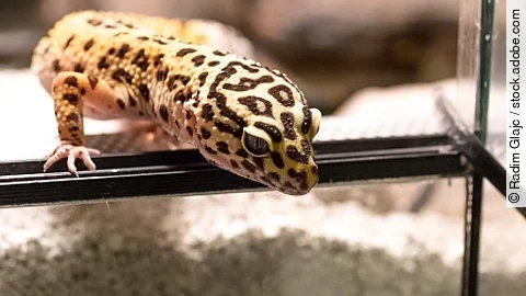 Leopard gecko (eublepharis macularius) climbing curiously out of