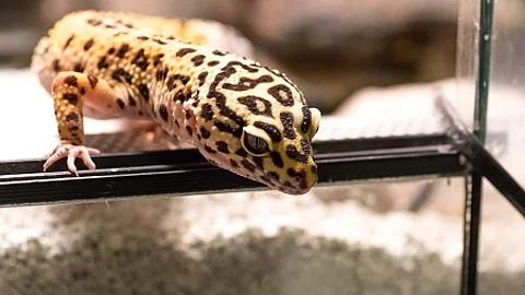 Leopard gecko (eublepharis macularius) climbing curiously out of