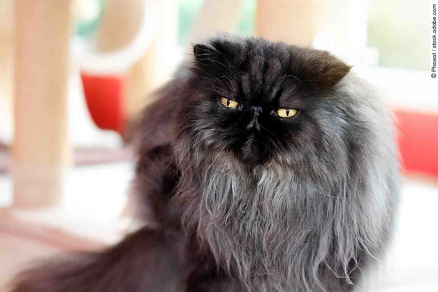 Black gray persian cat sitting in the room