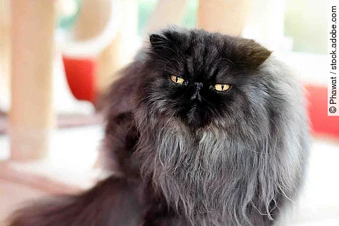 Black gray persian cat sitting in the room