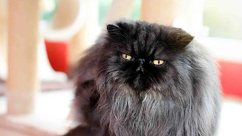 Black gray persian cat sitting in the room