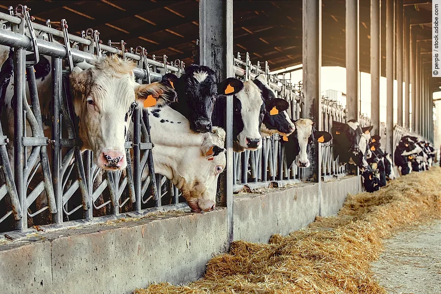Eine Reihe Kühe steht in einem Stall. Sie stehen an dem Fressgitter und die Köpfe schauen zum Fressbereich heraus. Vor den Tieren liegt Futter. Die Kühe haben schwarz-weißes Fell und sind mit Ohrmarken gekennzeichnet.