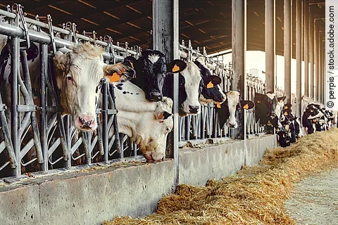 Eine Reihe Kühe steht in einem Stall. Sie stehen an dem Fressgitter und die Köpfe schauen zum Fressbereich heraus. Vor den Tieren liegt Futter. Die Kühe haben schwarz-weißes Fell und sind mit Ohrmarken gekennzeichnet.