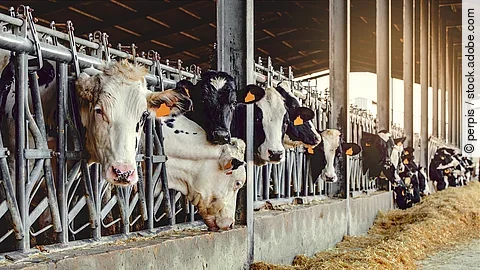 Milchkühe in einem Stall auf einem Bauernhof Eine Reihe Kühe steht in einem Stall. Sie stehen an dem Fressgitter und die Köpfe schauen zum Fressbereich heraus. Vor den Tieren liegt Futter. Die Kühe haben schwarz-weißes Fell und sind mit Ohrmarken gekennzeichnet.