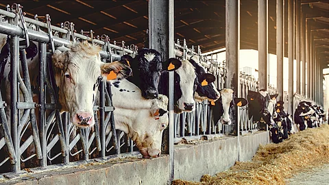 Eine Reihe Kühe steht in einem Stall. Sie stehen an dem Fressgitter und die Köpfe schauen zum Fressbereich heraus. Vor den Tieren liegt Futter. Die Kühe haben schwarz-weißes Fell und sind mit Ohrmarken gekennzeichnet.