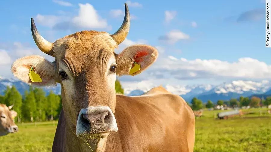 Eine braune Kuh mit Hörnern steht auf einer grünen Weide bei Sonnenschein und blauem Himmel.