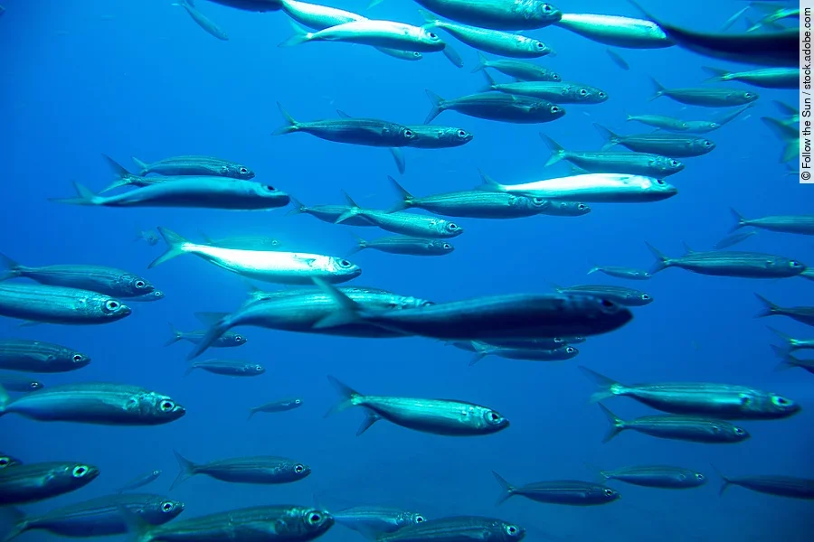 Fischschwarm
