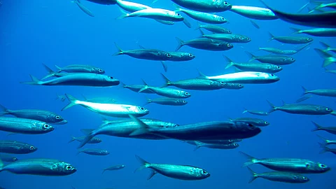 Fischschwarm