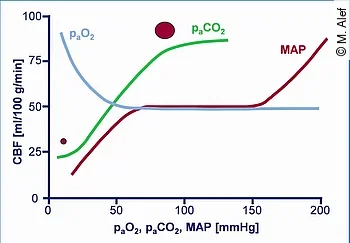 Abhängigkeit des zerebralen Blutflusses