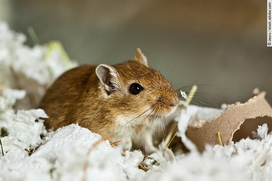 Mongolische Wüstenrennmaus