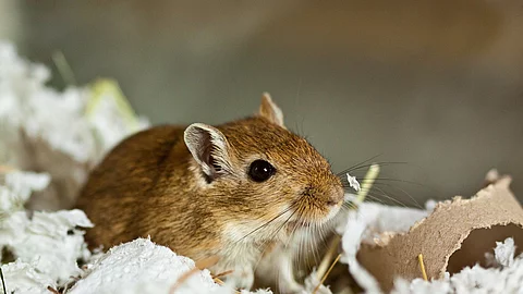 Mongolische Wüstenrennmaus