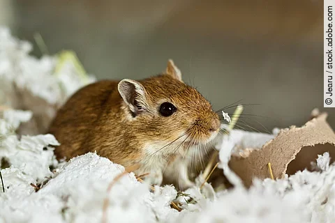 Mongolische Wüstenrennmaus