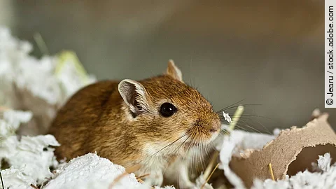 Mongolische Wüstenrennmaus