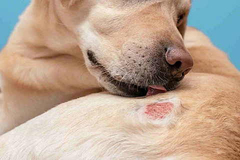Hot Spot beim Hund