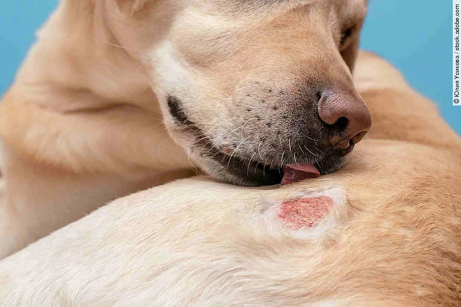 Hot Spot beim Hund Hot Spot beim Hund