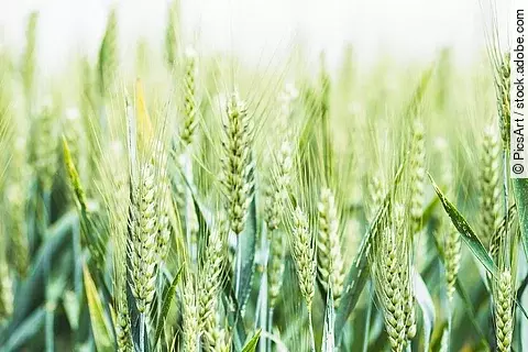 Nahaufnahme von grünen Getreide-Ähren.