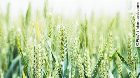 Nahaufnahme von grünen Getreide-Ähren.