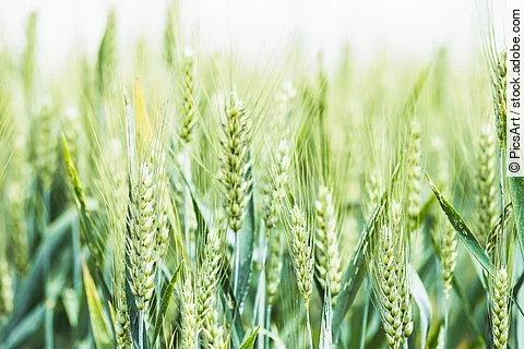 Nahaufnahme von grünen Getreide-Ähren.